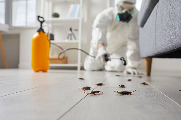 Commercial Kitchen Cockroach Control in Glenrock